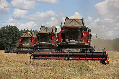 Belarus' grain, rapeseed harvest exceeds 6.6m tonnes