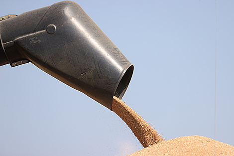 Over 9.4m tonnes of grain, including rapeseed, threshed in Belarus