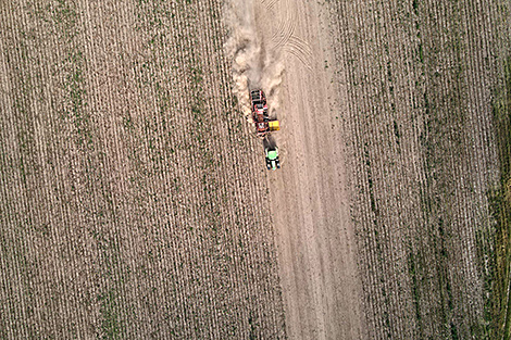 Belarus’ potato harvest exceeds 180,000 tonnes