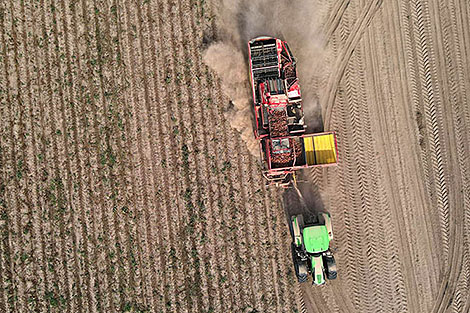 Over 500,000t of potatoes harvested in Belarus