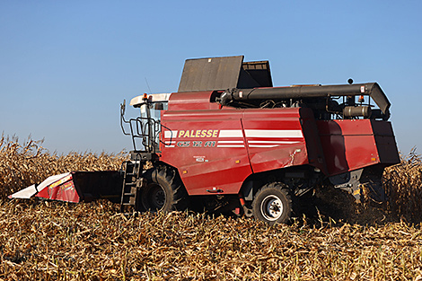 Belarus harvests over 1.4m tonnes of corn kernels