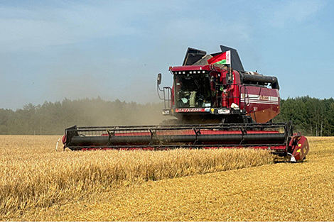 Belarus’ harvest exceeds 7.1m tonnes of grain, rapeseed
