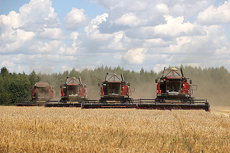 Over 4m tonnes of grain and rapeseed threshed in Belarus