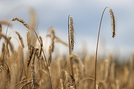 Belarus' harvest reaches 5m tonnes of grain