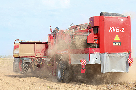Lukashenko praises decent crops in fields despite complicated year