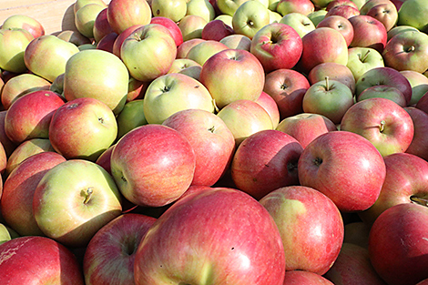 Belarus, Russia’s North Ossetia discuss common interests in agriculture