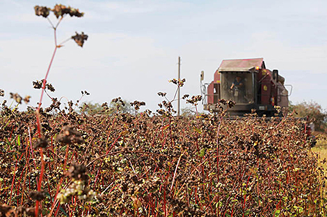 Belarus’ buckwheat harvest exceeds 40,000t