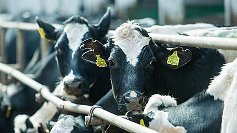 Belarus-designed dairy farm opens in Sakhalin