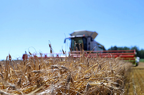 Belarus’ harvest exceeds 7.3m tonnes of grain, rapeseed