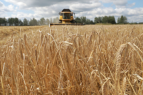 Belarus' grain harvest over 50% complete