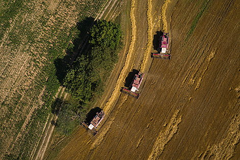 Over 4.9m tonnes of grain and rapeseed threshed in Belarus