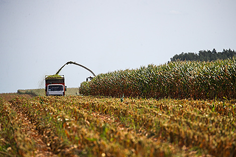 Nearly 865,000t of corn kernels threshed in Belarus