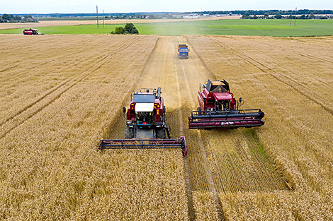 Over 6.8m tonnes of grain and rapeseed threshed in Belarus