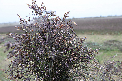 Belarus’ millet harvest at 15,700 tonnes