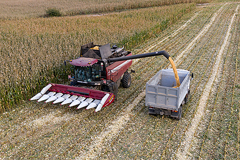 Belarus’ grain harvest past 10.1m tonnes
