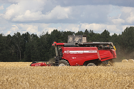 Over 5.1m tonnes of grain and rapeseed threshed in Belarus