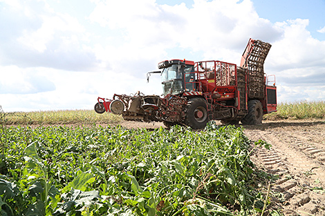 Belarus’ sugar beet harvest past 940,000 tonnes