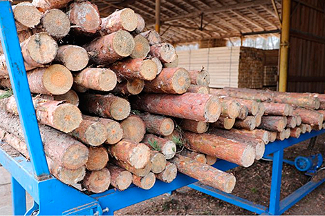 Belarus’ timber export at over $120m since start of 2020