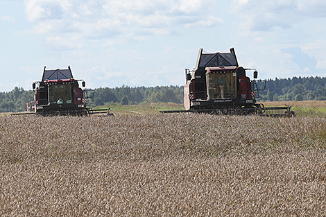 Belarus’ grain harvest past 6m tonnes
