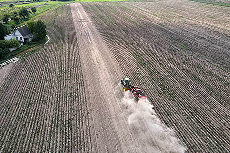 Over 680,000t of potatoes harvested in Belarus