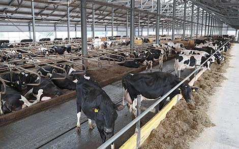 Belarus-designed dairy farm to be built in Uzbekistan