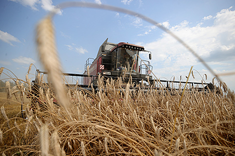 Belarus’ harvest reaches 7.8m tonnes of grain