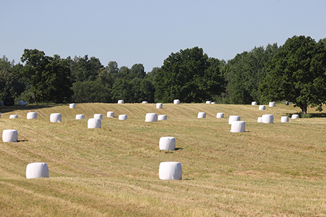 Уборочная на контроле даже в День знаний - Лукашенко начал визит в Бобруйск с доклада губернатора