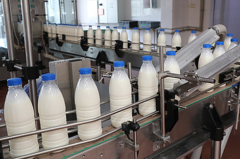 Производство молока сельхозорганизациями Беларуси выросло почти на 6% в 2023 году