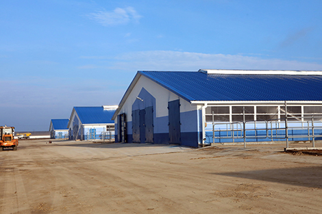 В Беларуси в новой пятилетке планируют построить 64 молочно-товарные фермы