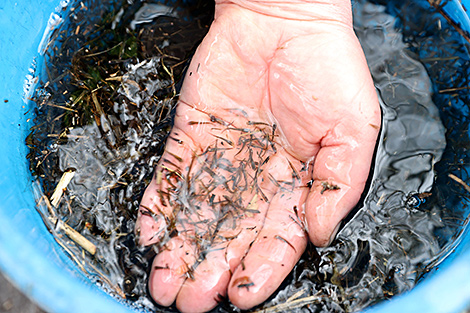 Свыше 19 тонн рыбы уже выпущено в водоемы страны во время осенних мероприятий БООР