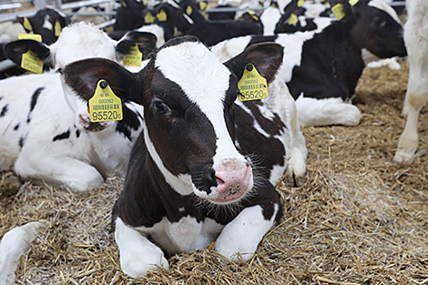 Крупнейший агропромышленный холдинг создают в Брестской области