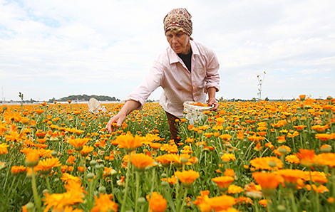 Витебская и Гродненская область производят 98% лекарственного и пряно-ароматического сырья в стране