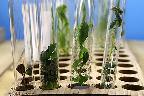 В НАН разработан микробный препарат для растений на основе бактерий, выделенных из озимой пшеницы