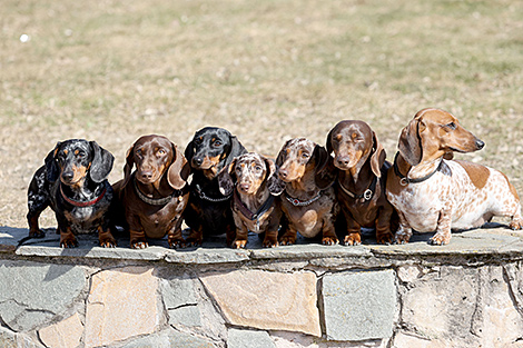 Производство российской вакцины против COVID-19 для животных может быть создано в Беларуси