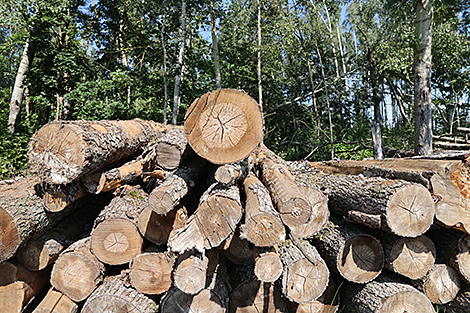 Приближаемся к рекорду? Кулик о развитии лесной отрасли, питомниках и экспорте