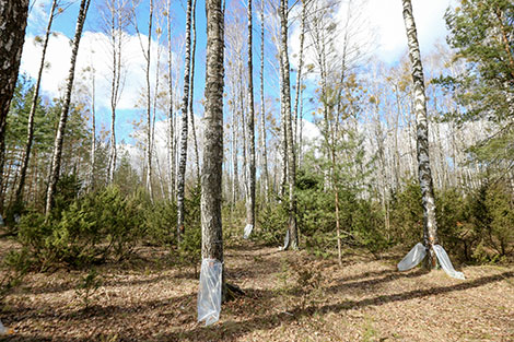 Лесхозы Беларуси заготовили около 10 тыс. т березового сока