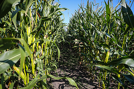 Хозяйства Беларуси намолотили 51,1 тыс. тонн кукурузы на зерно