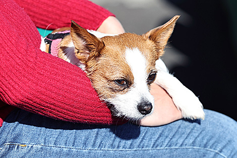 Возможности отдыха вместе с домашними питомцами в белорусских санаториях будут расширяться