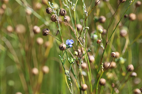 Лен - белорусское золото. Основной лейтмотив Национальной экспозиции Беларуси на CIIE 2025 в Шанхае