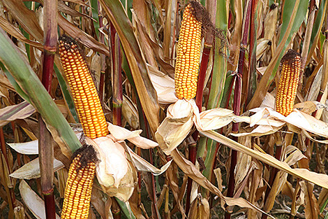В Минской области намолочено свыше 2,1 млн тонн зерна с учетом кукурузы и рапса