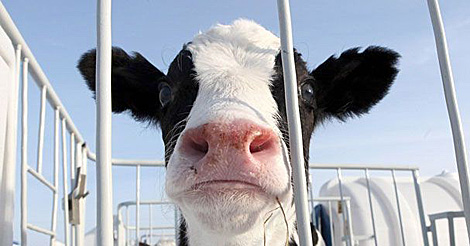 Верхнедвинский 