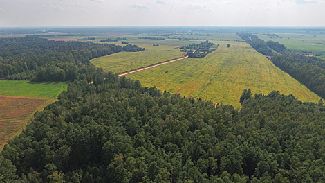 Беларусь и Куба намерены развивать сотрудничество в области лесных технологий