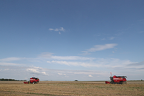 Зерновые убраны в Беларуси почти с 70% площадей