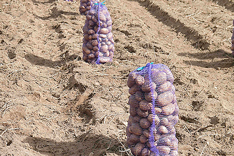 БУТБ прорабатывает внедрение форвардных контрактов на сельхозпродукцию