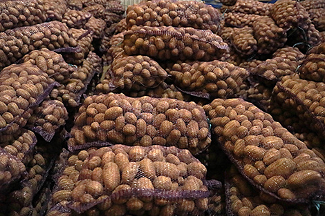 Беларусь готова при необходимости помочь России с поставками картофеля - Богданов