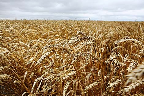 Белорусские аграрии намолотили более 5,7 млн т зерна