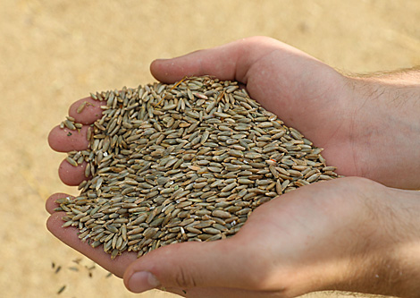 Аграрии Беларуси рассчитывают получить не менее 8,5 млн т зерна в этом году
