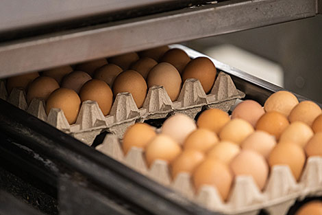 Белорусские предприятия примут участие в крупнейшей сельскохозяйственной выставке в Сербии