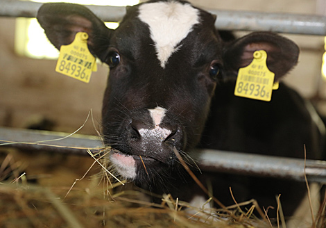 Компании из Нидерландов намерены развивать сотрудничество с регионами Беларуси в сфере АПК