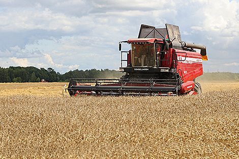 Свыше 9,9 млн тонн зерна с рапсом и кукурузой намолочено в Беларуси